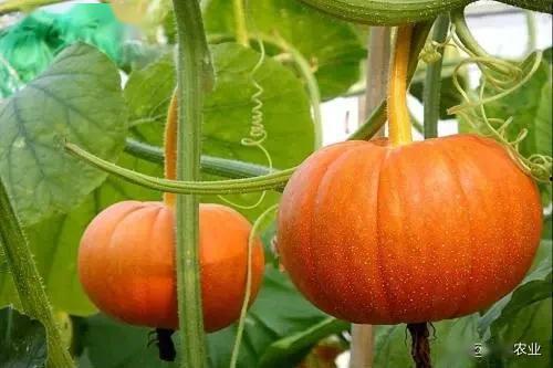 云南顶呱呱南瓜最新爆料,神秘品种引关注，品质与口感再升级